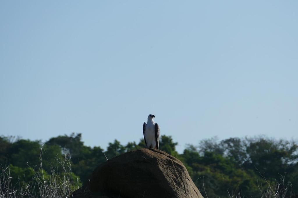 Gal Oya Lake View Inginiyagala Polwatta Exterior foto